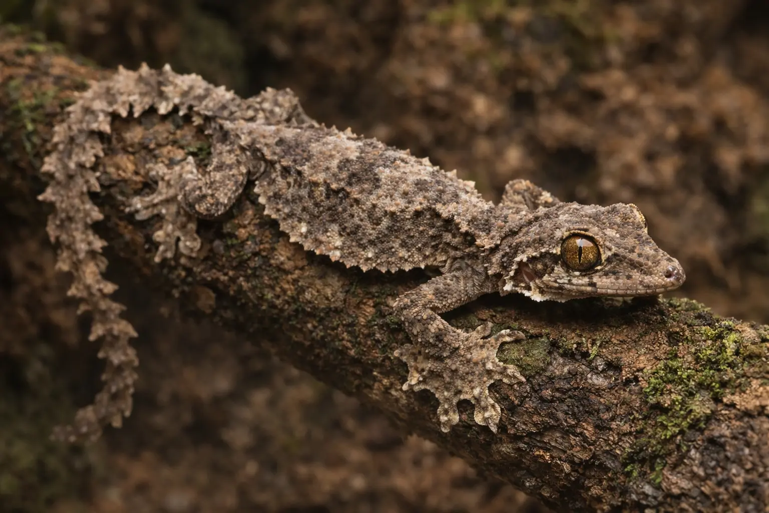 Flyvende Gekko – Terrariumklima og naturlig adfærd